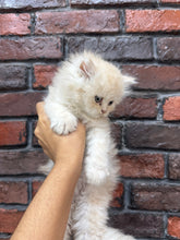 Persian Cat